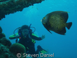 Diver watching a French Angel fish swim by by Steven Daniel 